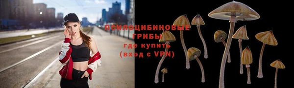 прущие грибы Армянск
